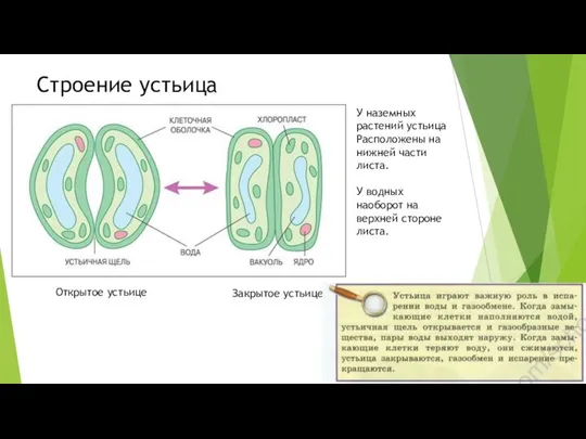 Строение устьица Открытое устьице Закрытое устьице У наземных растений устьица Расположены