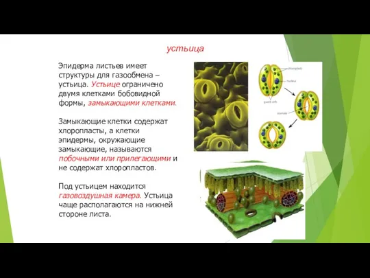 Эпидерма листьев имеет структуры для газообмена – устьица. Устьице ограничено двумя