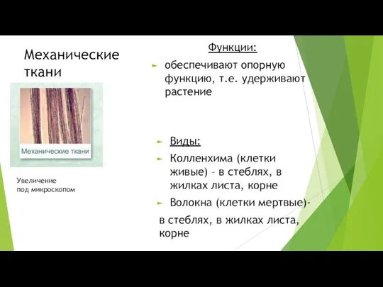 Механические ткани Увеличение под микроскопом Функции: обеспечивают опорную функцию, т.е. удерживают