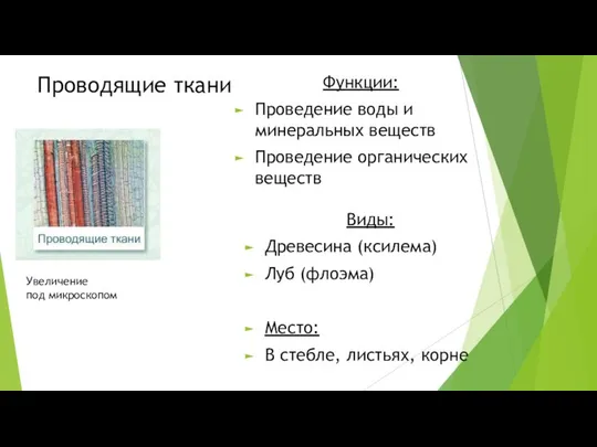 Проводящие ткани Увеличение под микроскопом Функции: Проведение воды и минеральных веществ