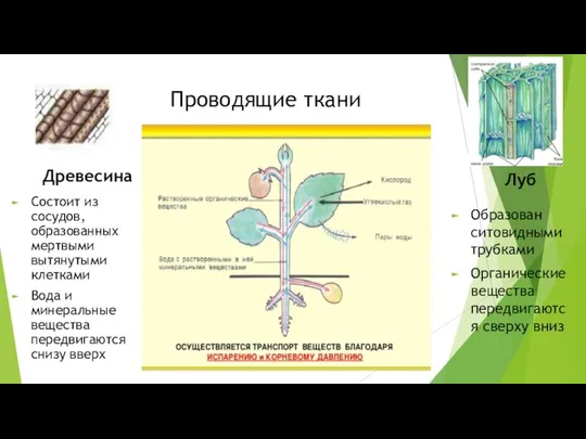 Проводящие ткани Состоит из сосудов, образованных мертвыми вытянутыми клетками Вода и