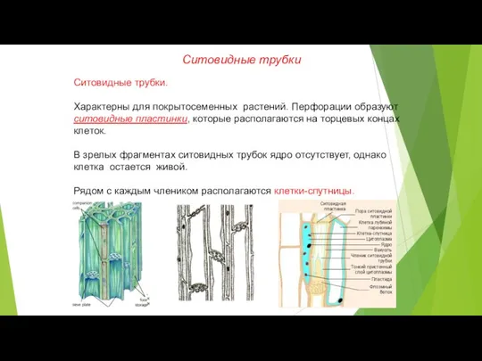 Ситовидные трубки. Характерны для покрытосеменных растений. Перфорации образуют ситовидные пластинки, которые