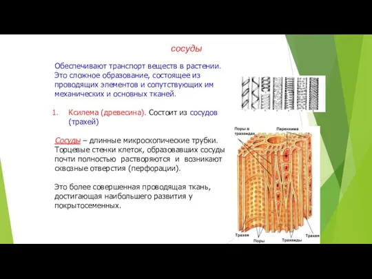 Обеспечивают транспорт веществ в растении. Это сложное образование, состоящее из проводящих