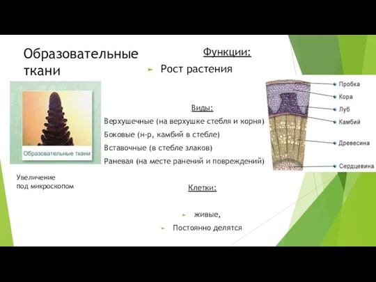 Образовательные ткани Увеличение под микроскопом Функции: Рост растения Виды: Верхушечные (на