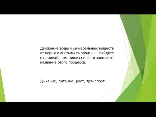 Движение воды и минеральных веществ от корня к листьям смородины. Найдите