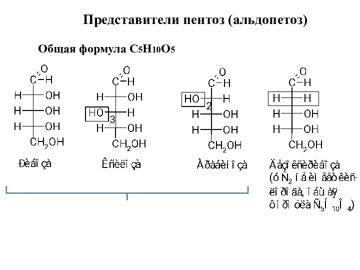 Представители пентоз (альдопетоз) Общая формула С5Н10О5