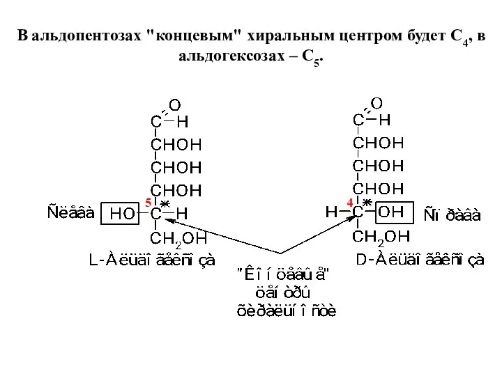 В альдопентозах "концевым" хиральным центром будет С4, в альдогексозах – С5. 4 5