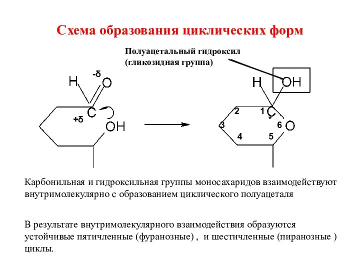 Схема образования циклических форм +δ -δ * 1 2 3 4