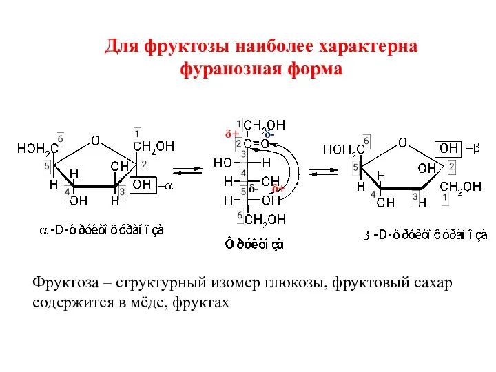 Для фруктозы наиболее характерна фуранозная форма δ- δ+ δ+ δ- Фруктоза