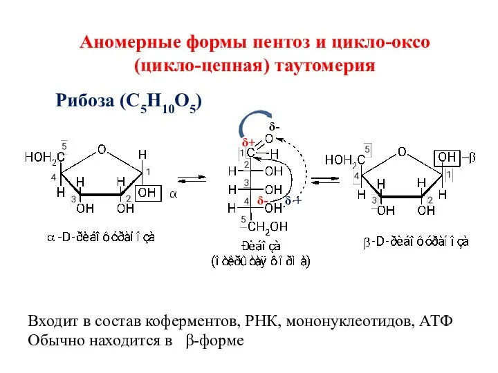 δ+ δ- δ + δ- Аномерные формы пентоз и цикло-оксо (цикло-цепная)