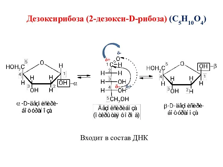 δ+ δ- Дезоксирибоза (2-дезокси-D-рибоза) (С5Н10О4) Входит в состав ДНК δ- δ+