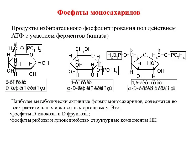 Фосфаты моносахаридов Продукты избирательного фосфолирирования под действием АТФ с участием ферментов