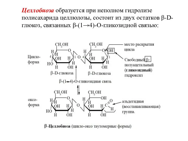 Целлобиоза образуется при неполном гидролизе полисахарида целлюлозы, состоит из двух остатков β-D-глюкоз, связанных β-(1→4)-O-гликозидной связью: