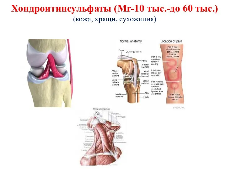 Хондроитинсульфаты (Мr-10 тыс.-до 60 тыс.) (кожа, хрящи, сухожилия)