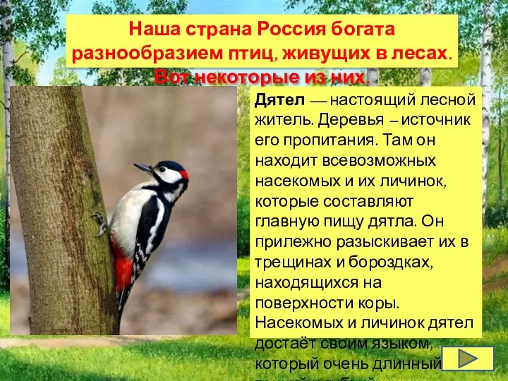 Наша страна Россия богата разнообразием птиц, живущих в лесах. Вот некоторые