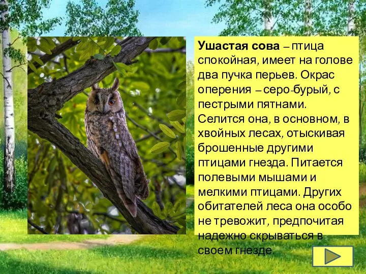 Ушастая сова – птица спокойная, имеет на голове два пучка перьев.