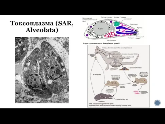 Токсоплазма (SAR, Alveolata)