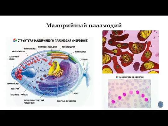 Малярийный плазмодий