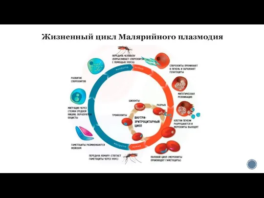 Жизненный цикл Малярийного плазмодия