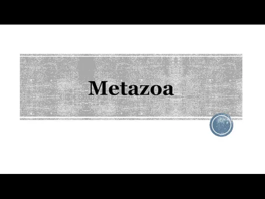 Metazoa