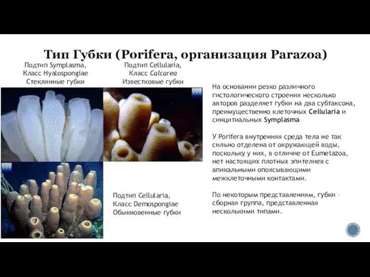 Тип Губки (Porifera, организация Parazoa) На основании резко различного гистологического строения