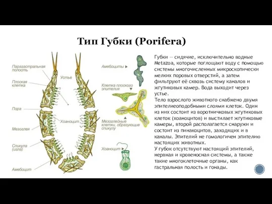 Тип Губки (Porifera) Губки — сидячие, исключительно водные Metazoa, которые поглощают