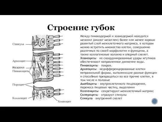 Строение губок Между пинакодермой и хоанодермой находится мезохил (аналог мезоглеи) более