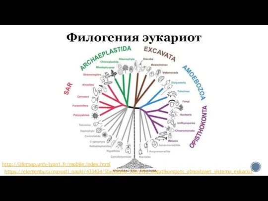 Филогения эукариот http://lifemap.univ-lyon1.fr/mobile.index.html https://elementy.ru/novosti_nauki/433424/Sluchayno_otkrytyy_zhgutikonosets_obnovlyaet_sistemu_eukariot