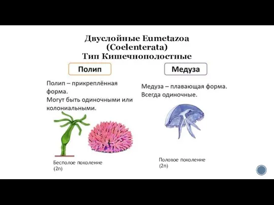 Двуслойные Eumetazoa (Coelenterata) Тип Кишечнополостные Бесполое поколение (2n) Половое поколение (2n)