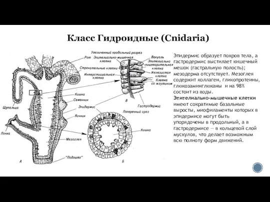 Класс Гидроидные (Cnidaria) Эпидермис образует покров тела, а гастродермис выстилает кишечный