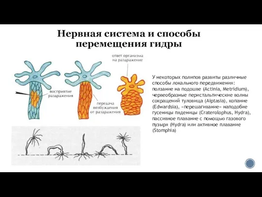 Нервная система и способы перемещения гидры У некоторых полипов развиты различные