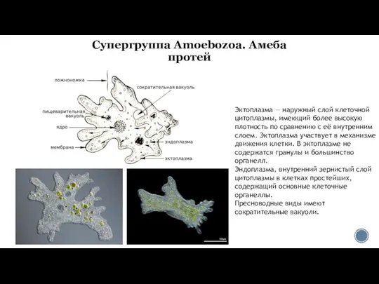 Супергруппа Amoebozoa. Амеба протей Эктоплазма — наружный слой клеточной цитоплазмы, имеющий