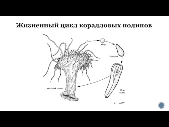 Жизненный цикл коралловых полипов