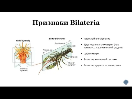 Признаки Bilateria Трехслойное строение Двусторонняя симметрия (как минимум, на личиночной стадии)