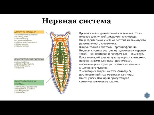 Нервная система Кровеносной и дыхательной систем нет. Тело плоское для лучшей