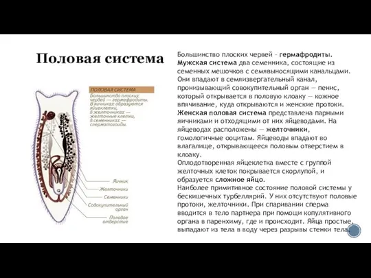 Половая система Большинство плоских червей – гермафродиты. Мужская система два семенника,