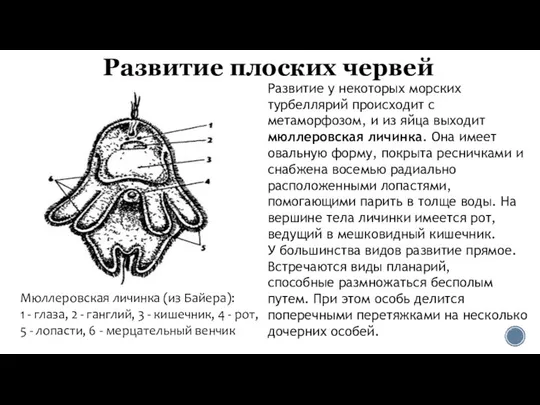 Развитие плоских червей Мюллеровская личинка (из Байера): 1 - глаза, 2