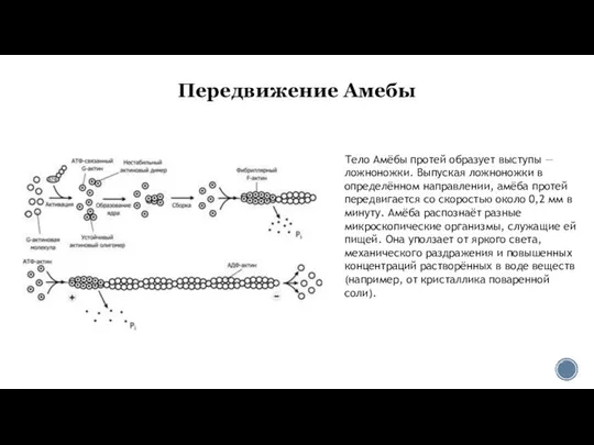 Передвижение Амебы Тело Амёбы протей образует выступы — ложноножки. Выпуская ложноножки