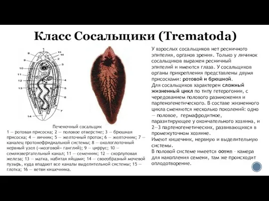 Класс Сосальщики (Trematoda) У взрослых сосальщиков нет ресничного эпителия, органов зрения.