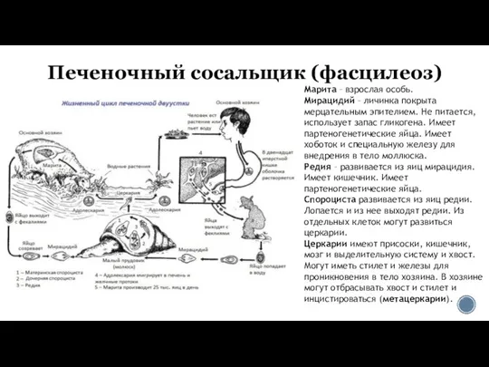 Печеночный сосальщик (фасцилеоз) Марита – взрослая особь. Мирацидий – личинка покрыта