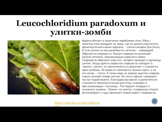 Leucochloridium paradoxum и улитки-зомби https://nat-geo.ru/fact/ulitki-zombi/ Марита обитает в кишечнике воробьиных птиц.