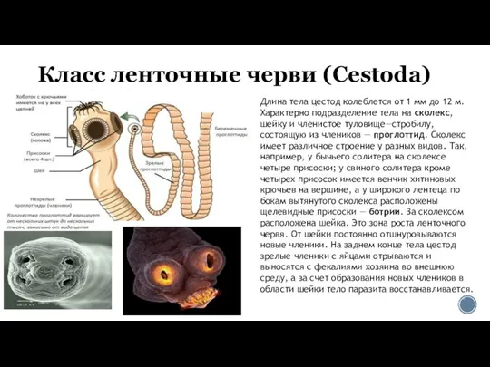 Класс ленточные черви (Cestoda) Длина тела цестод колеблется от 1 мм