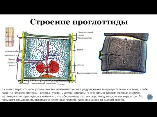 Строение проглоттиды В связи с паразитизмом у большинства ленточных червей редуцирована