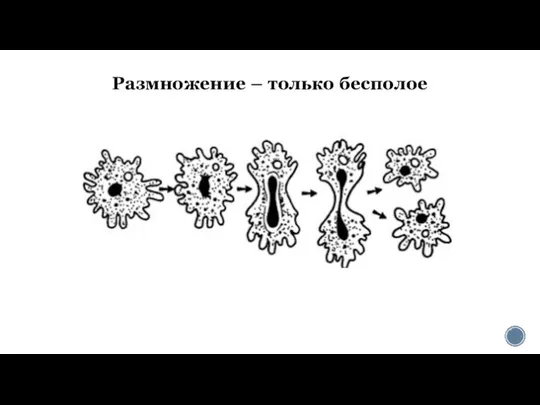 Размножение – только бесполое