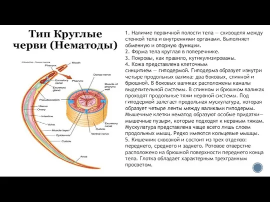 Тип Круглые черви (Нематоды) 1. Наличие первичной полости тела — схизоцеля