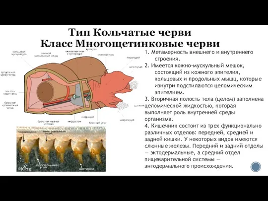 Тип Кольчатые черви Класс Многощетинковые черви 1. Метамерность внешнего и внутреннего