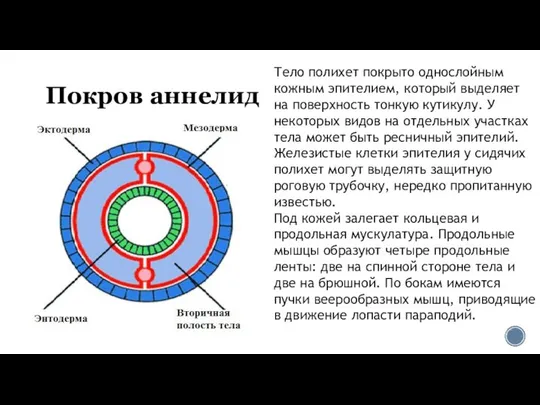 Покров аннелид Тело полихет покрыто однослойным кожным эпителием, который выделяет на