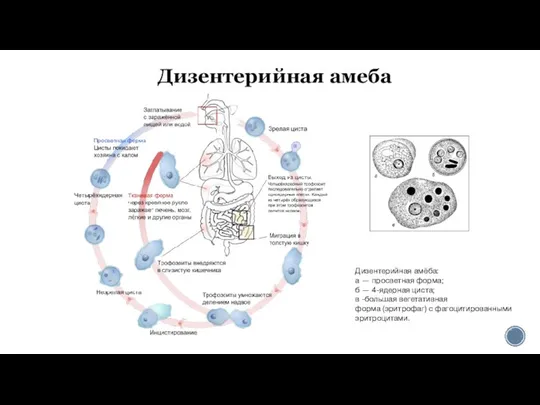 Дизентерийная амеба Дизентерийная амёба: а — просветная форма; б — 4-ядерная