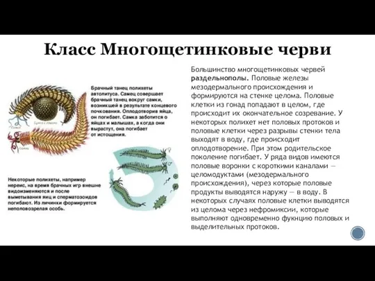 Класс Многощетинковые черви Большинство многощетинковых червей раздельнополы. Половые железы мезодермального происхождения