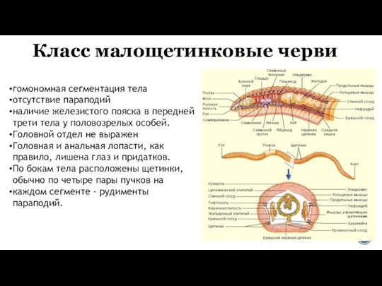 Класс малощетинковые черви гомономная сегментация тела отсутствие параподий наличие железистого пояска